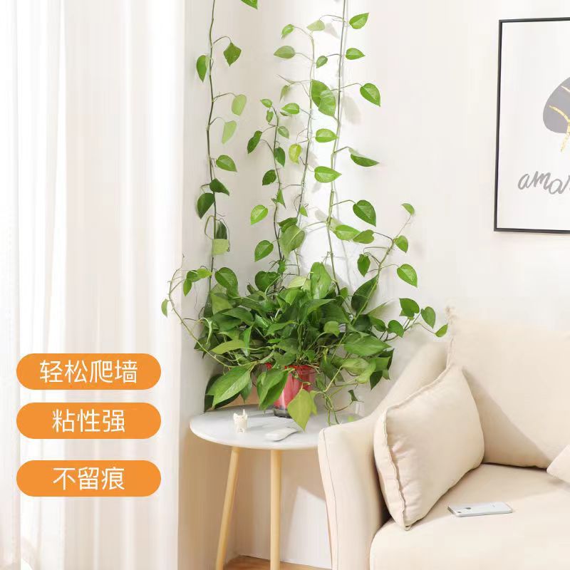 Thiết bị cố định hiện vật leo tường cây xanh kẹp leo cây xanh kẹp liền mạch không làm hỏng móc treo tường