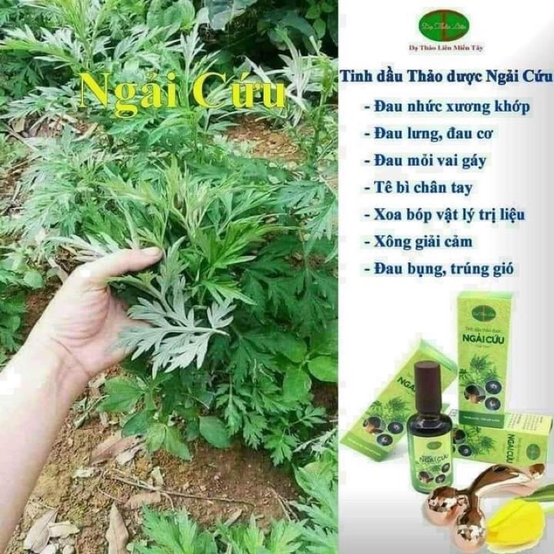 Tinh dầu ngải cứu Dạ Thảo Liên- Xoa bóp xương khớp + tặng con lăn
